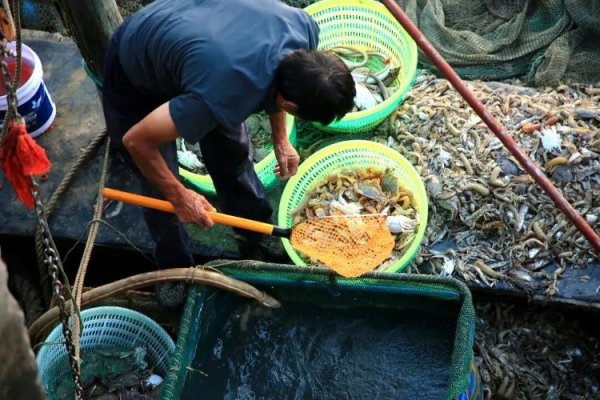 红河配资 休渔期结束，皮皮虾价格大跳水，100元四斤，螃蟹低至10元一斤